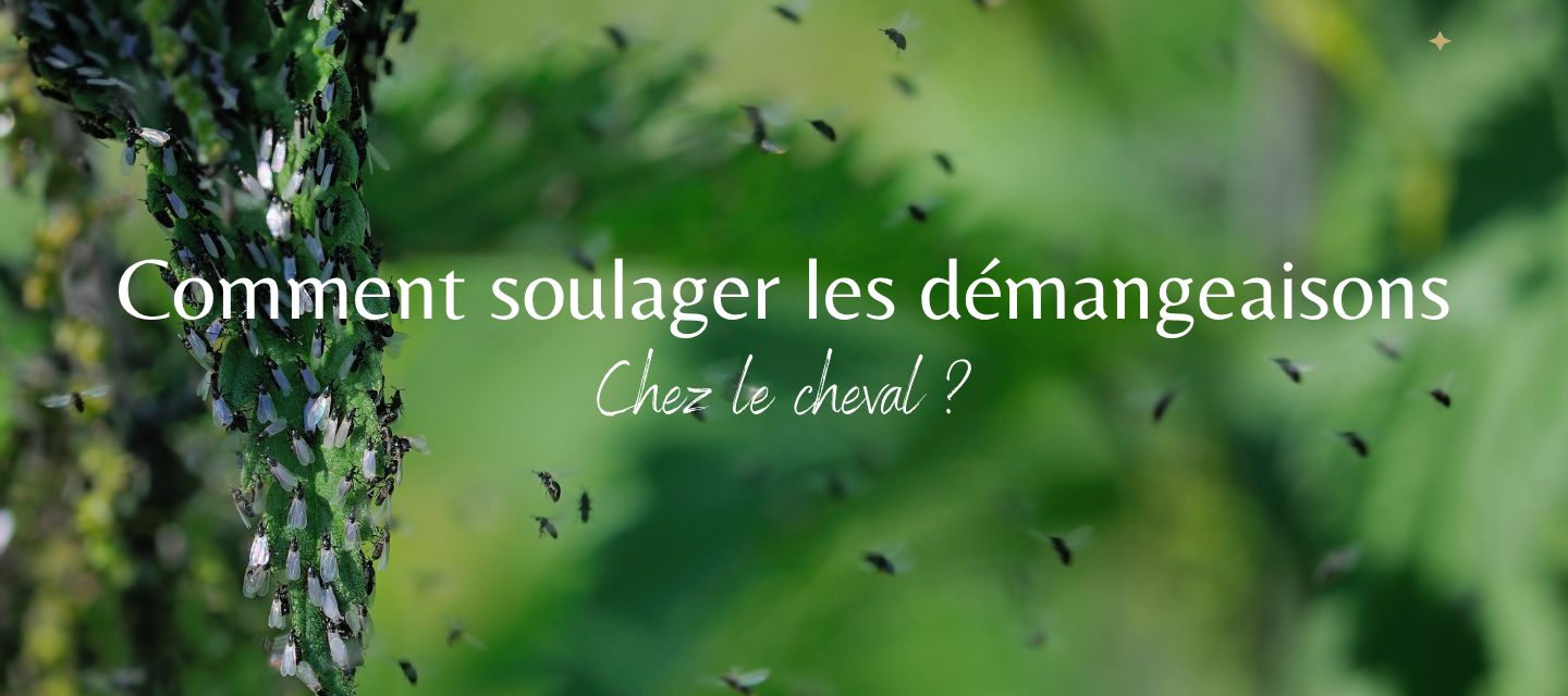 Comment soulager les démangeaisons chez le cheval ?