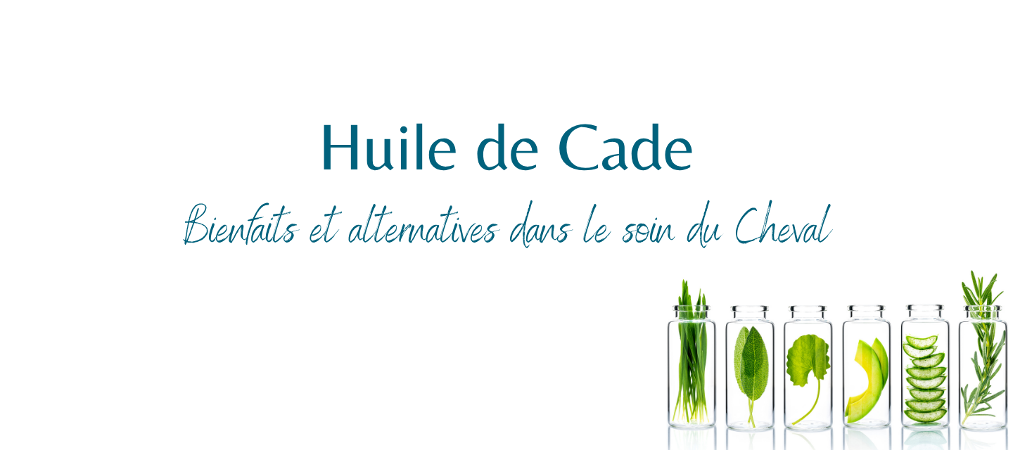 Huile de cade pour chevaux : dangers, précautions et alternatives naturelles pour la peau et les sabots