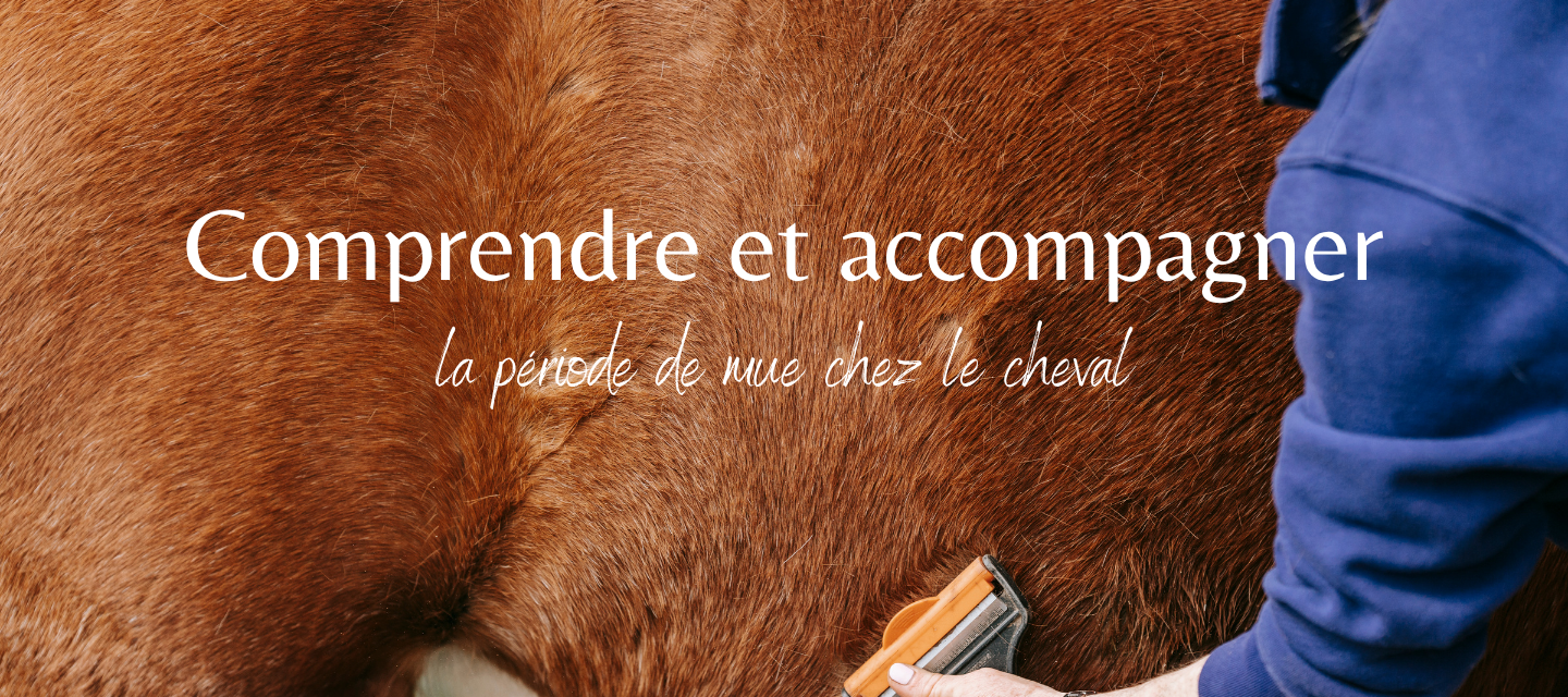 Comprendre et accompagner la période de mue du cheval