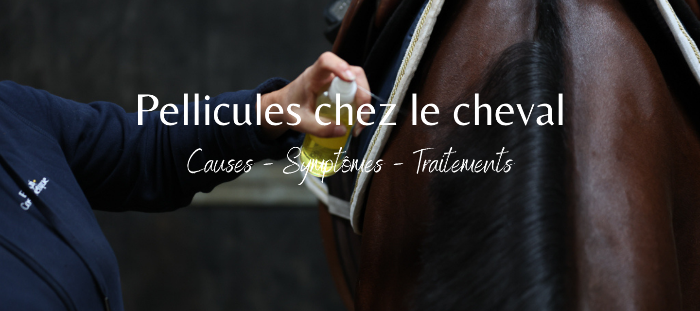 Quels causes et traitement pour les pellicules chez le cheval ?