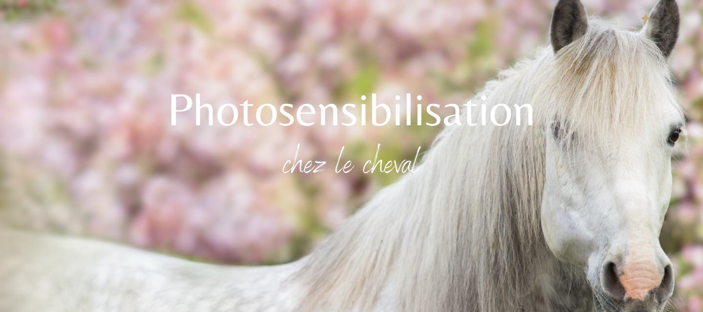 Photosensibilisation chez le cheval : causes, symptômes et solutions naturelles adaptées