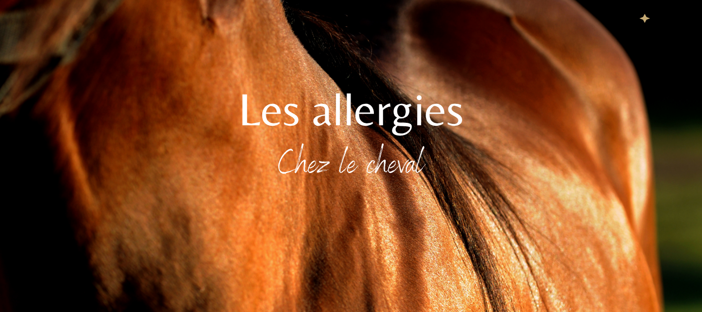Allergies chez le cheval : les reconnaître et les soigner