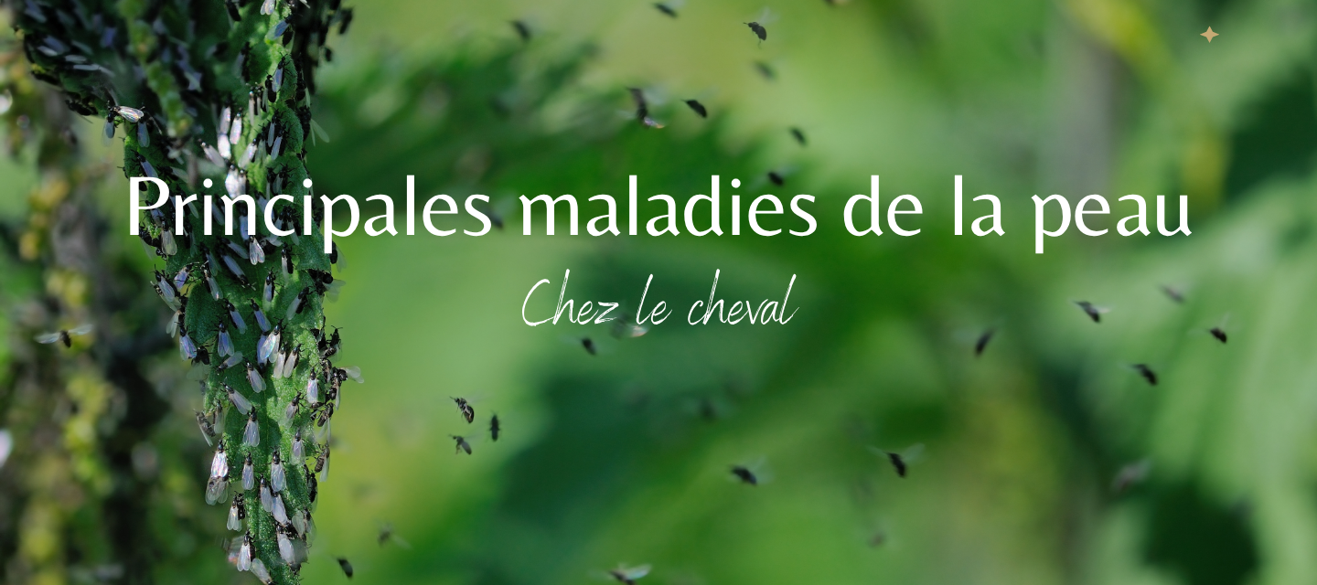 Quelles sont les maladies de peau du cheval les plus courantes ?