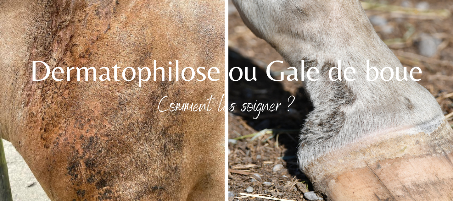 Gale de boue ou dermatophilose ? Comment faire la différence et trouver le soin naturel adapté à la peau de votre cheval