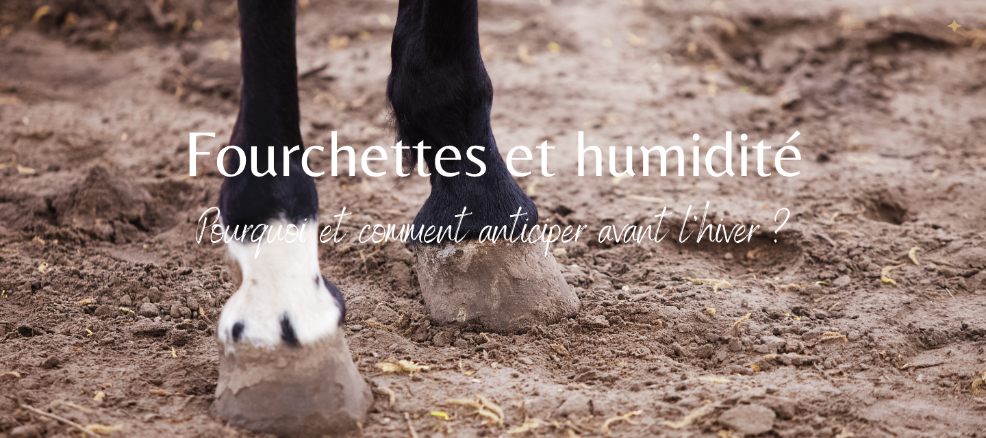 Fourchettes du cheval et humidité : pourquoi anticiper ?