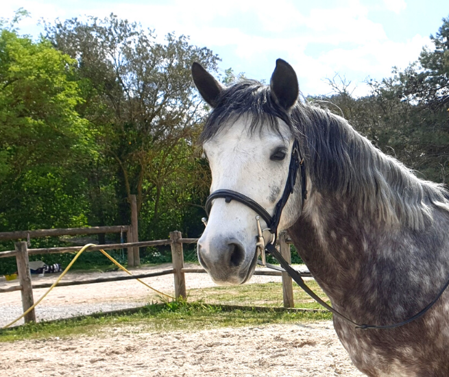 a propos doom histoire marque equi cosmetique cheval audrey