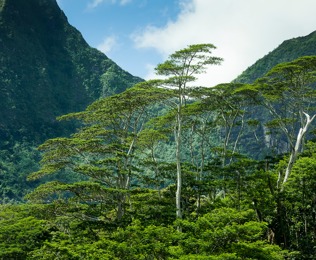 moorea huile
