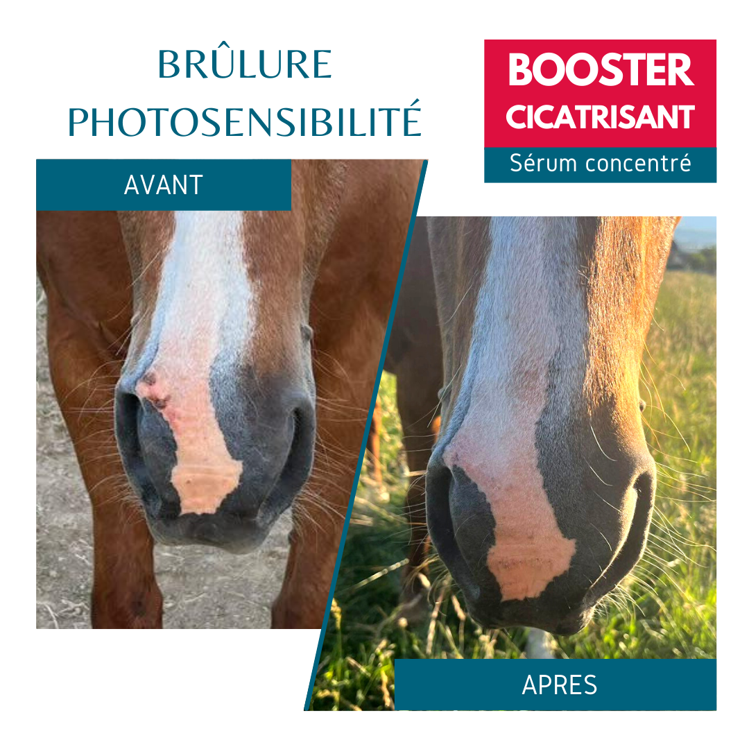 blessure naseau cheval booster cicatrisant equi cosmetique