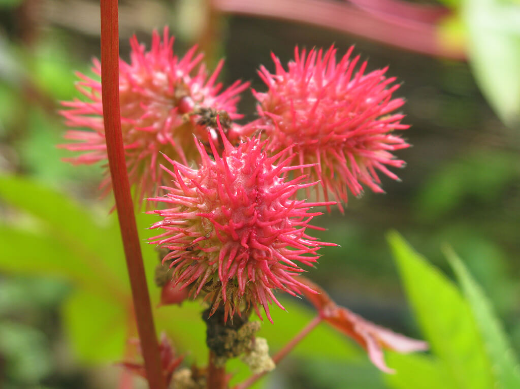 ricin fleur