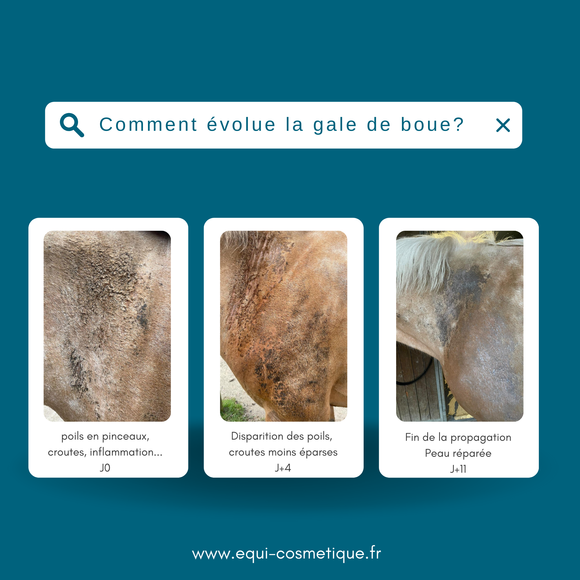evolution gale de boue cheval