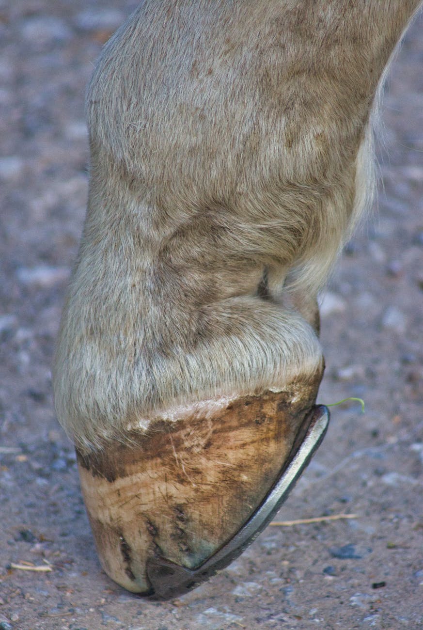 corne cassante de cheval remedes