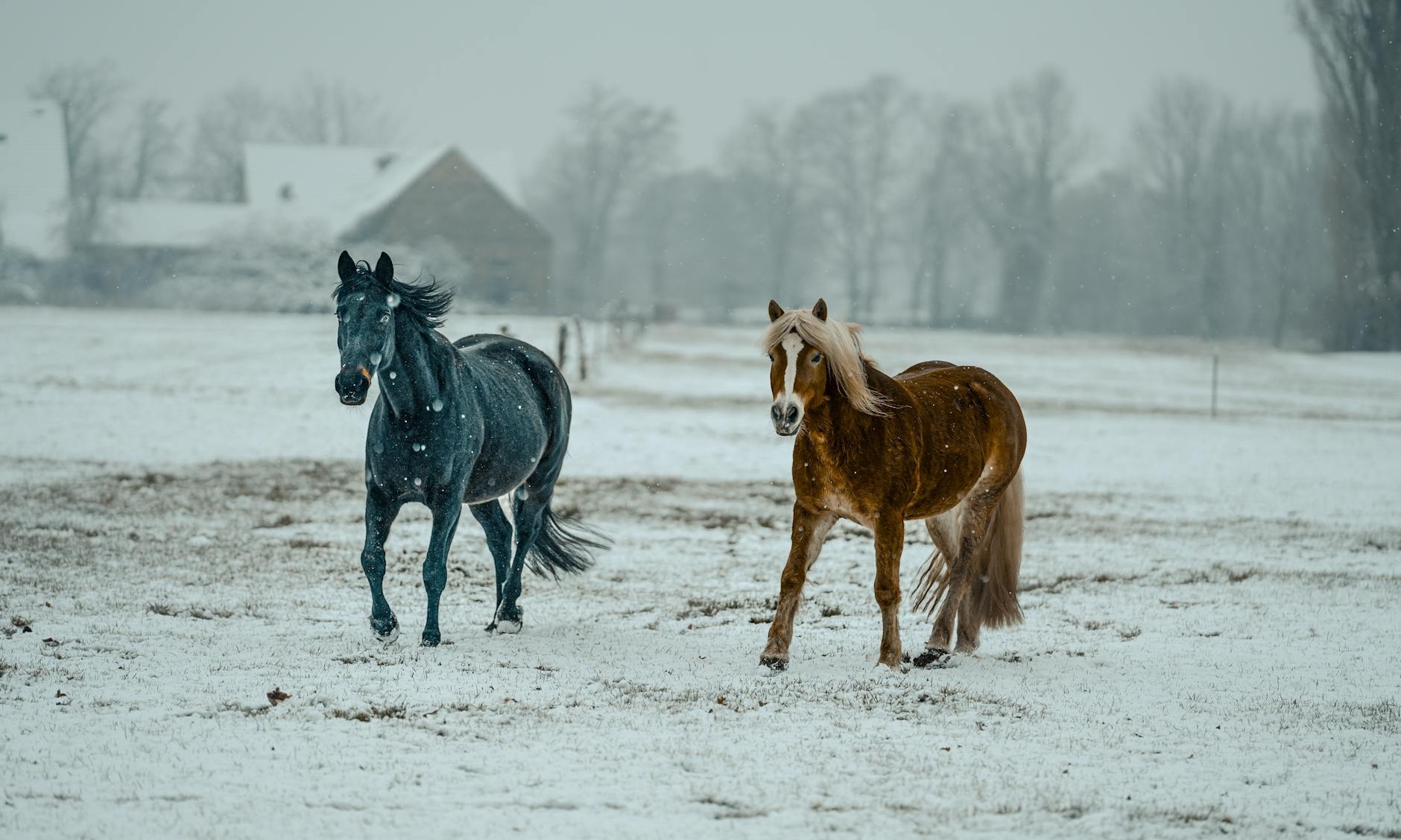 chevaux au pre dermite hiver