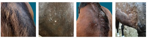 allergies cheval