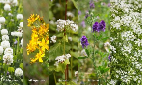 plantes photosensibilisantes