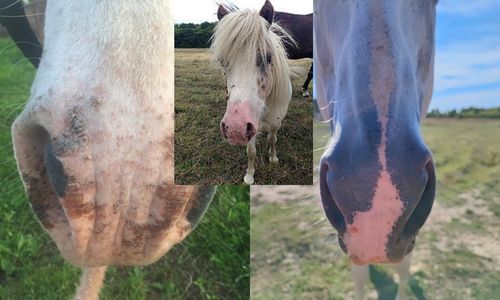 photosensibilisation cheval