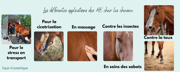 les differentes applications des he chez les chevaux 1