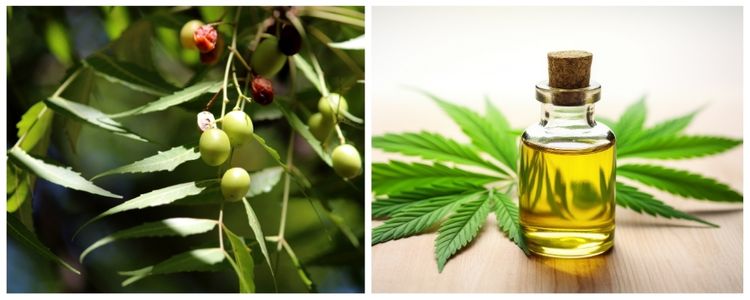 huile de neem