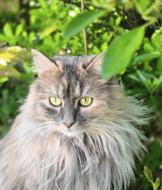 Produit naturel chat