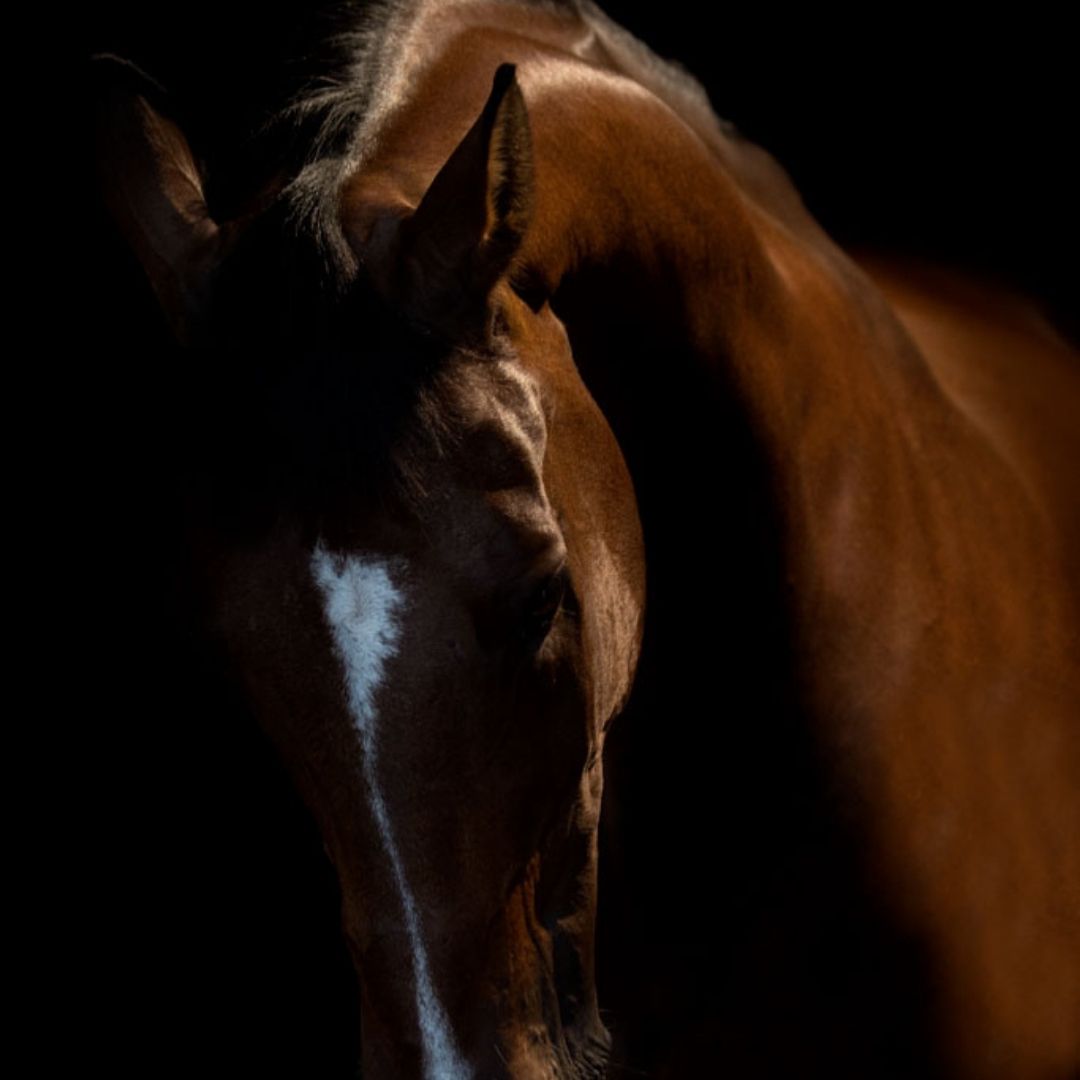 La beauté et l'élégance de ce cheval
