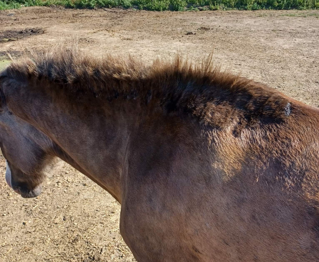 Cheval atteint de dermite estivale sur la zone de crin et l'encolure