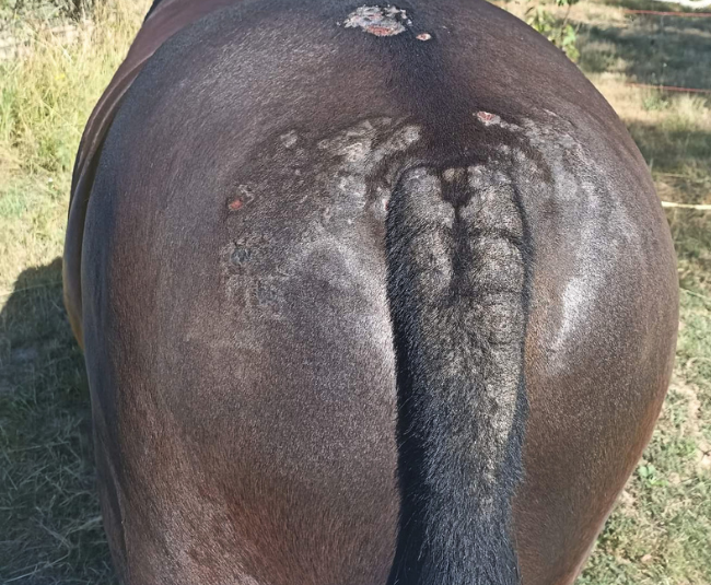 Queue d'un cheval atteint de dermite estivale avec crin arrachés et lésions sur la croupe