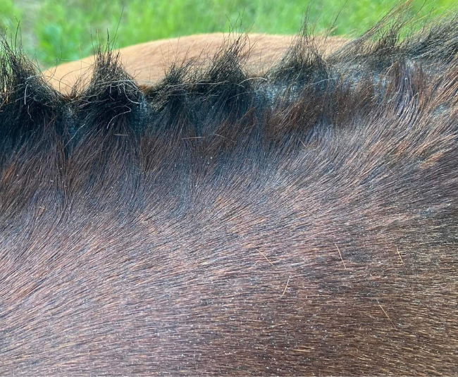 Crinière d'un cheval atteint de dermite estivale avec crins cassés