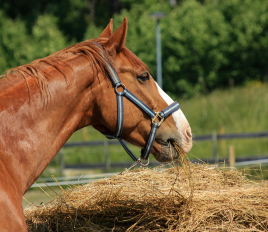 Alimentation équilibrée du cheval et qualité de la peau en période de dermite estivale