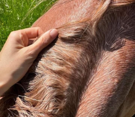 dermite estivale cheval conseils prevention