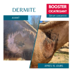 Dermite estivale poney, booster cicatrisant Equi Cosmétique