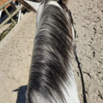 Crins cheval gris - demelant criniere cheval