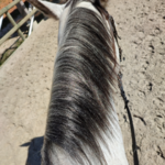 Crins cheval gris - démêlant Sublime Equi Cosmétique