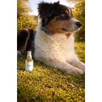 PELAGE GLOW - PRODUIT DE SOIN NATUREL POUR LE POIL LONG et COURT DU CHIEN - EQUI COSMETIQUE - PHOTO ESTELLE FORET