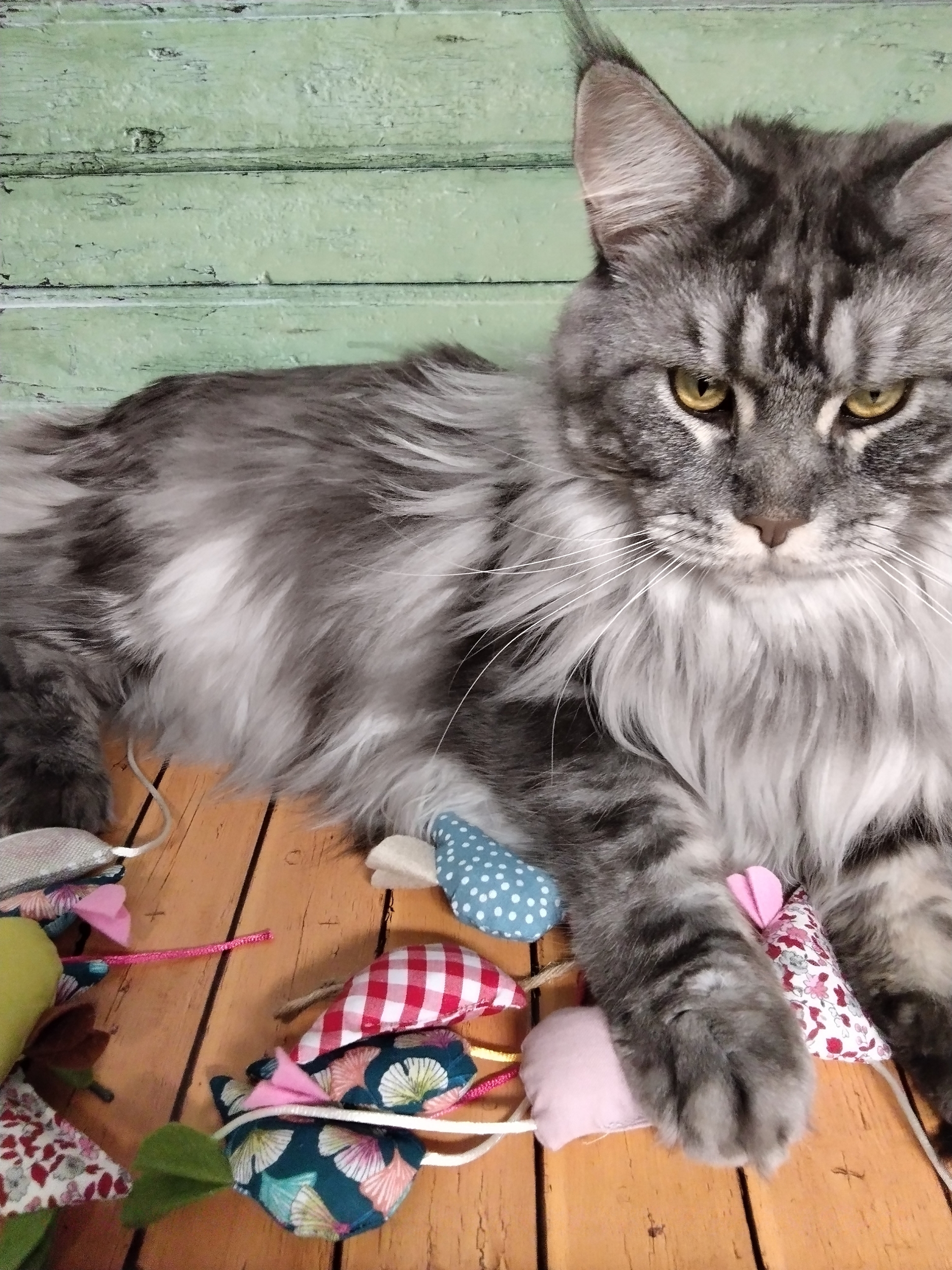Sourissette  chat