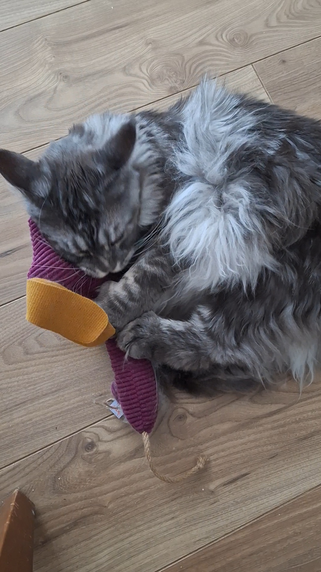 Chat jouant avec le jouet Diego 01