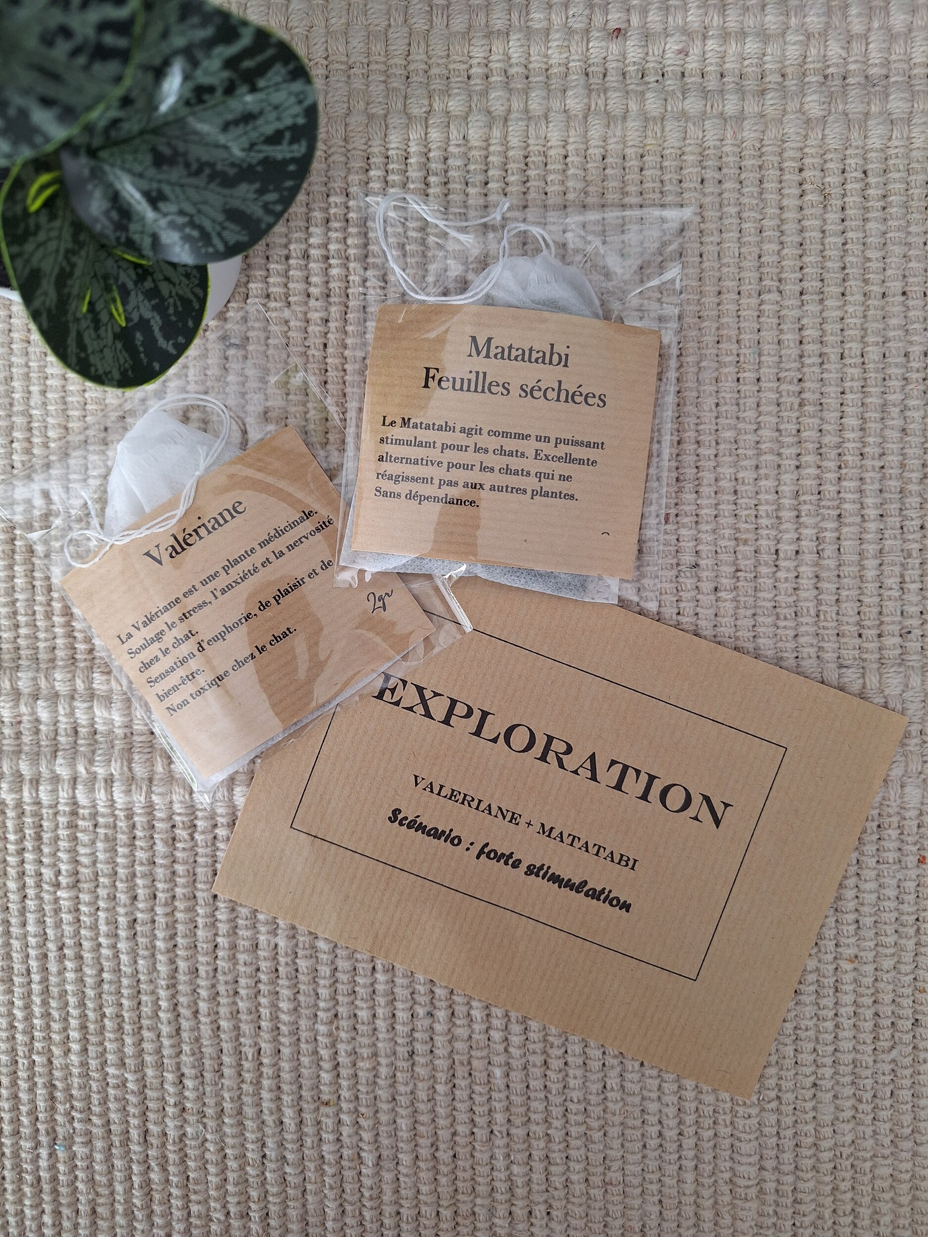 Herbes pour chat exploration