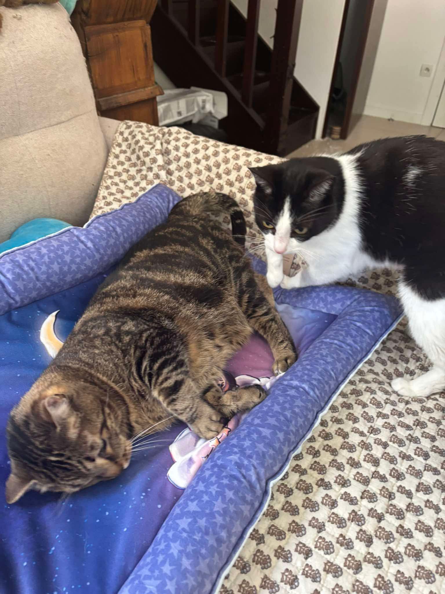 Lit plat chat lune bleu chat 1