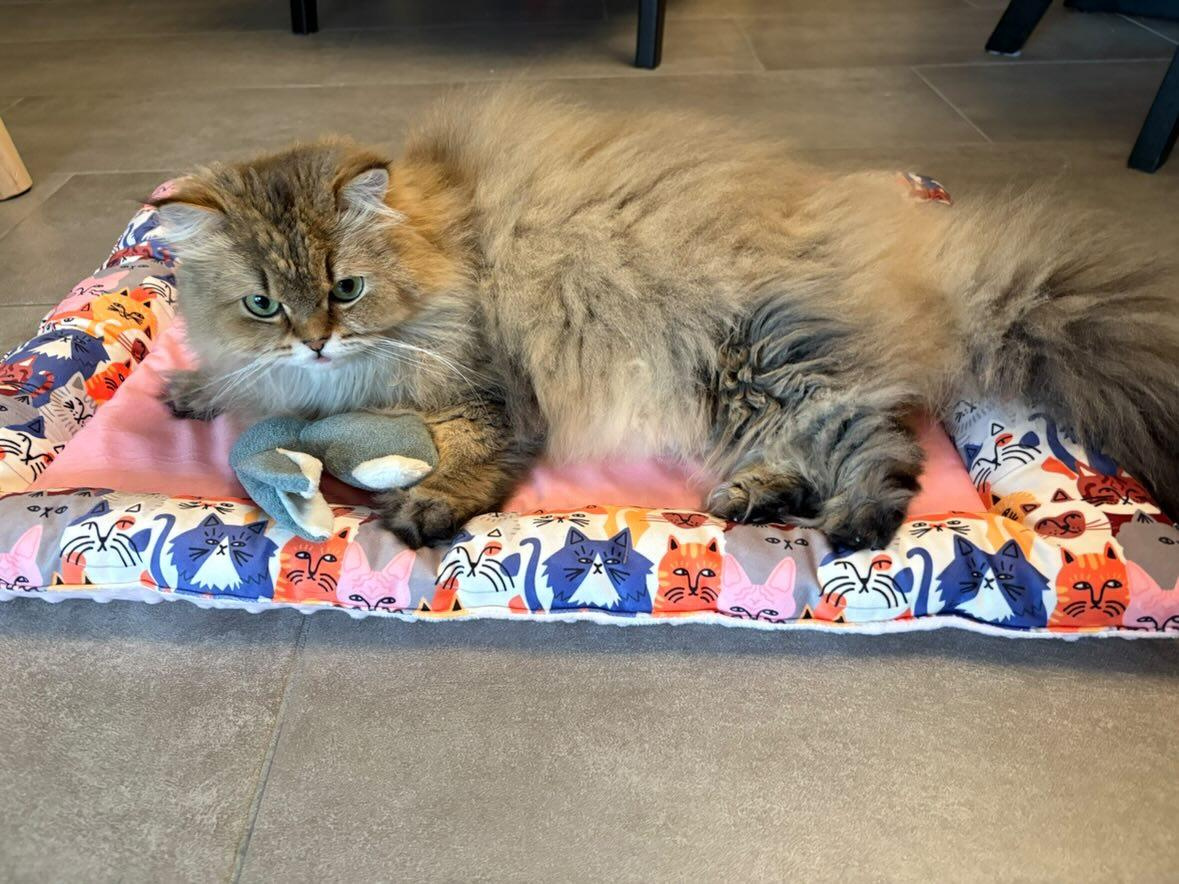 Lit plat rose avec chat