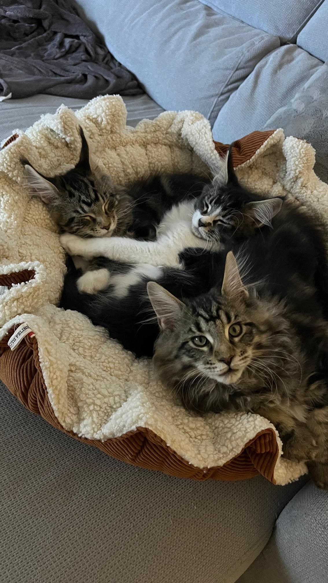 Chat installé dans le couchage modulable La Bull XXL 2
