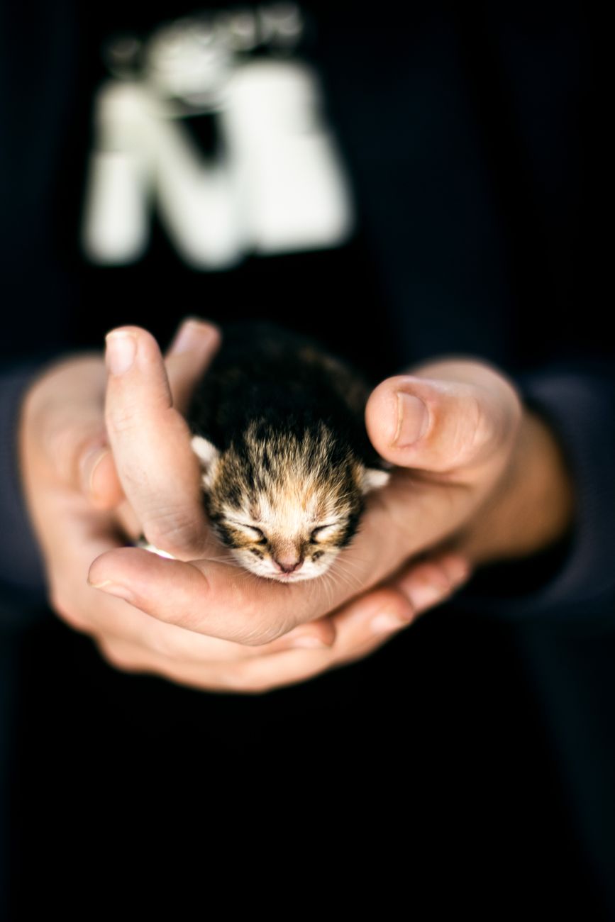 gros plan d un bebe chaton enlace dans des mains humaines exhalant chaleur et soin