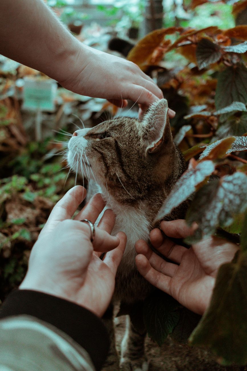 un chat tigre apprecie l affection de plusieurs mains qui le caressent parmi le feuillage vert