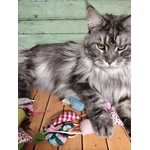 Sourissette  chat
