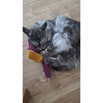 Chat jouant avec le jouet Diego 01