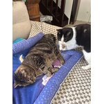 Lit plat chat lune bleu chat 1