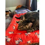 Lit plat bébé chat petit motifs 2