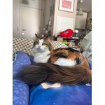 Lit plat chat lune chat 2