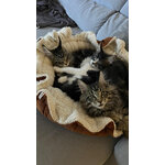Chat installé dans le couchage modulable La Bull XXL 2