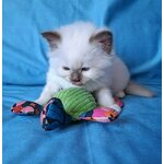 Gertrude, jouet artisanal pour stimuler le jeu et l’instinct de chasse du chat.