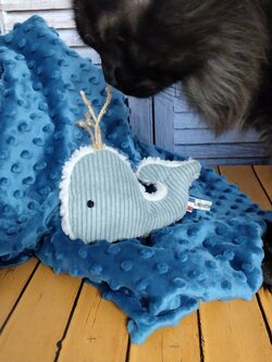 Balou  chat