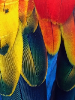 Photo En Gros Plan De Plumes