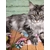Sourissette  chat